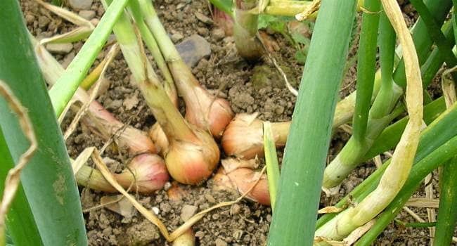 Shallots the benefits and harms of what it looks like