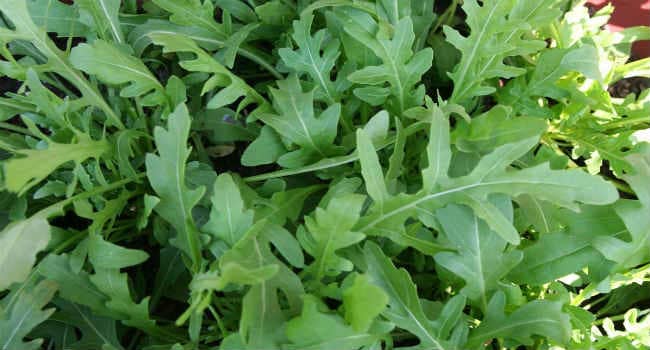 Avantages et inconvénients de la roquette, composition et propriétés