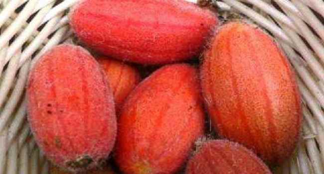 Tladianta douteux ou concombre rouge