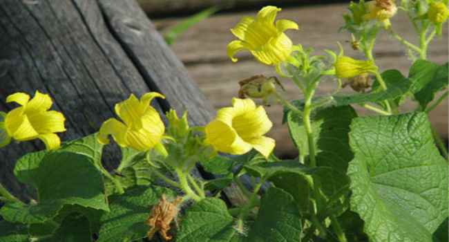 Tladianta douteux ou concombre rouge