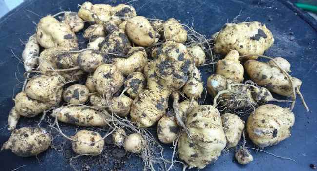 Tladianta douteux ou concombre rouge