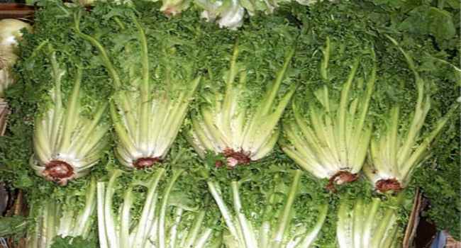 Endive – avantages et inconv&eacute;nients de la salade de chicor&eacute;e comment choisir et conserver