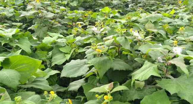 Yacon what are these useful properties what to cook and how to grow