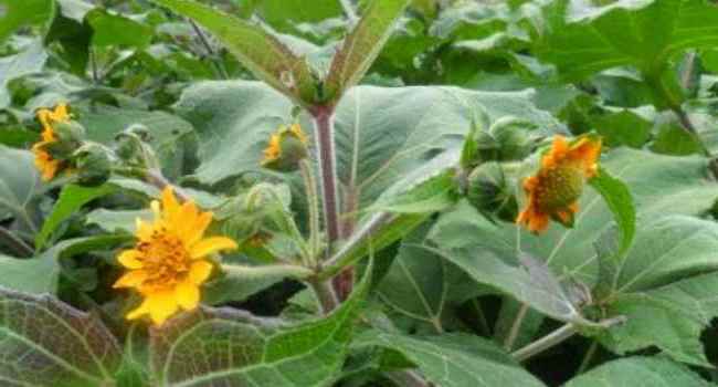 Yacon what are these useful properties what to cook and how to grow