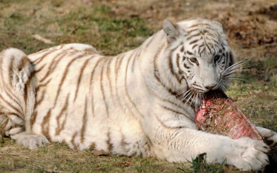 Tigre branco – foto e descri&ccedil;&atilde;o de um animal do Livro Vermelho, comida, v&iacute;deo