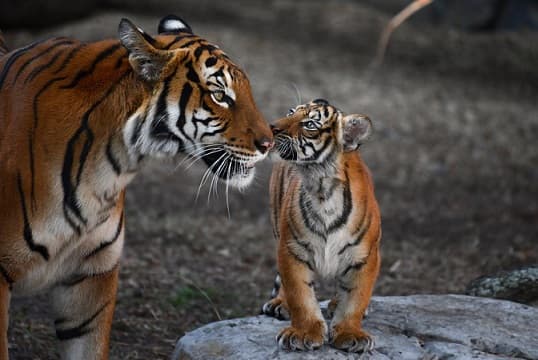 Tigre de Bengala – foto y descripci&oacute;n, d&oacute;nde vive y c&oacute;mo se ve, datos interesantes