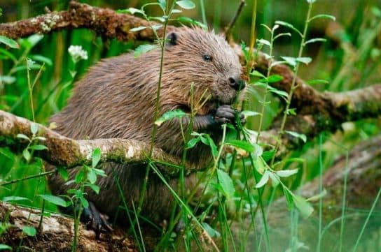 que mange un castor Castors – description et photos de la famille des castors, faits et mode de vie
