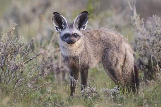o que a raposa-orelhuda come Raposa-orelhuda – foto e descrição, onde mora e o que come – relatar