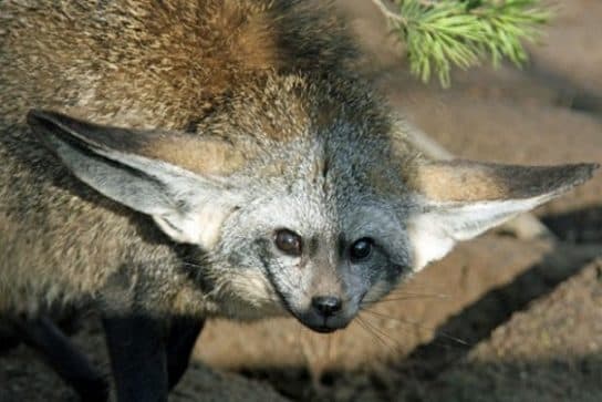 o habitat da raposa-grande Raposa-orelhuda – foto e descrição, onde mora e o que come – relatar