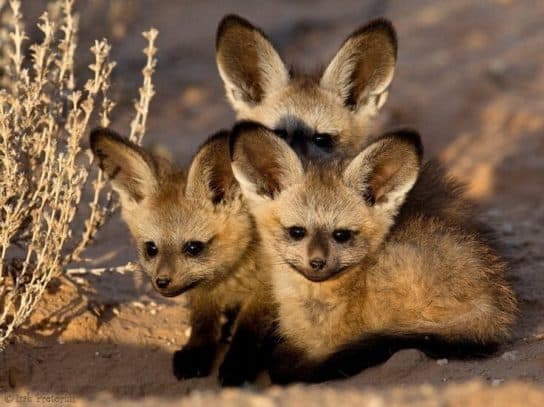 raposinhas de orelhas grandes Raposa-orelhuda – foto e descrição, onde mora e o que come – relatar