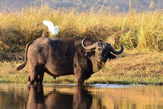 Buffalo – photos et espèces d’animaux, buffles d’Afrique et d’Asie, où vivent les faits