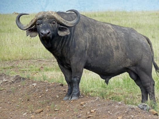 où vit le buffle Buffalo – photos et espèces d’animaux, buffles d’Afrique et d’Asie, où vivent les faits