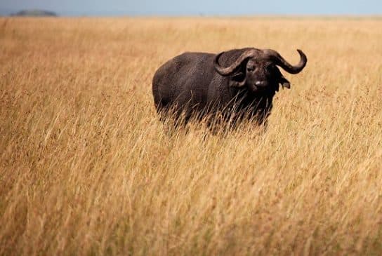 buffle - mode de vie Buffalo – photos et espèces d’animaux, buffles d’Afrique et d’Asie, où vivent les faits