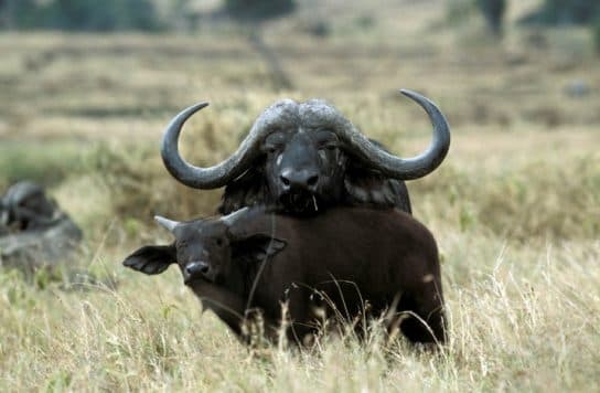 Buffalo – photos et esp&egrave;ces d&rsquo;animaux, buffles d&rsquo;Afrique et d&rsquo;Asie, o&ugrave; vivent les faits