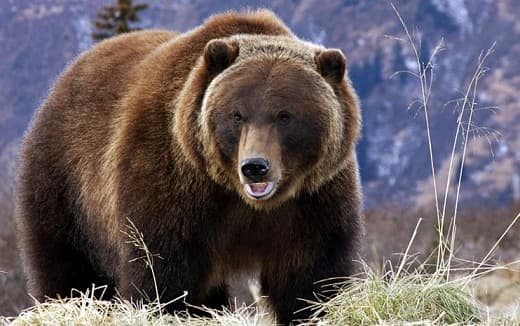 Urso pardo do Livro Vermelho – foto e descri&ccedil;&atilde;o, onde mora, apar&ecirc;ncia, dieta