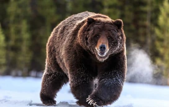 Urso pardo do Livro Vermelho – foto e descri&ccedil;&atilde;o, onde mora, apar&ecirc;ncia, dieta