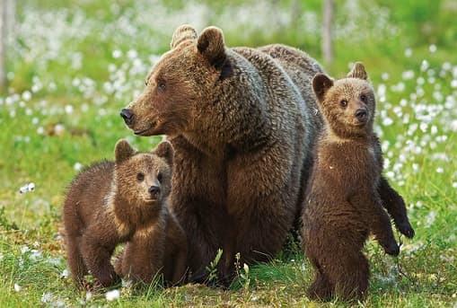 Urso pardo do Livro Vermelho – foto e descri&ccedil;&atilde;o, onde mora, apar&ecirc;ncia, dieta