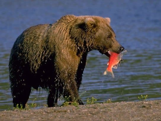 Urso pardo do Livro Vermelho – foto e descri&ccedil;&atilde;o, onde mora, apar&ecirc;ncia, dieta