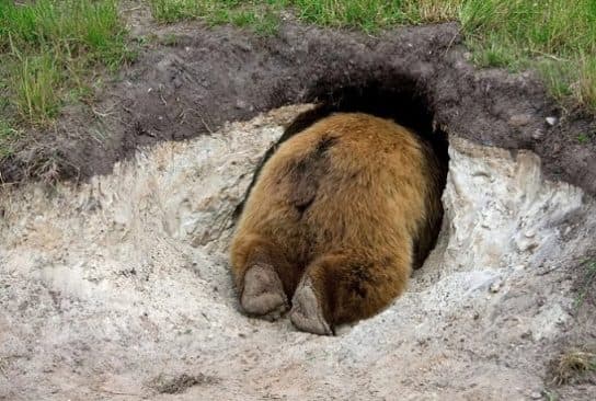 Urso pardo do Livro Vermelho – foto e descri&ccedil;&atilde;o, onde mora, apar&ecirc;ncia, dieta
