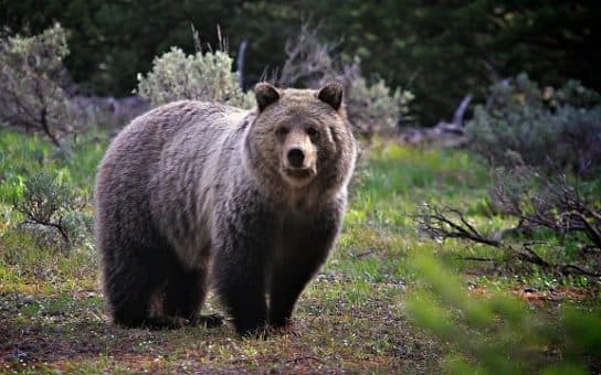 Urso pardo do Livro Vermelho – foto e descri&ccedil;&atilde;o, onde mora, apar&ecirc;ncia, dieta