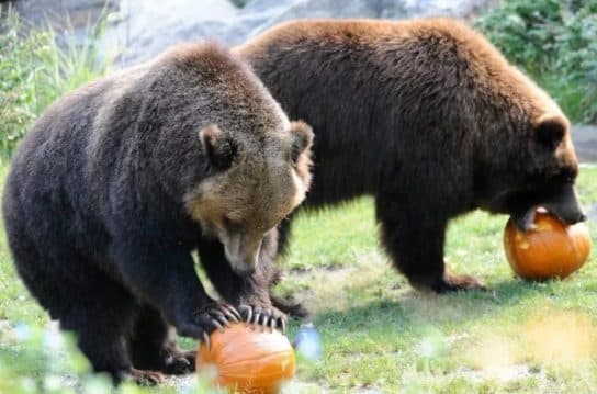 Urso pardo do Livro Vermelho – foto e descri&ccedil;&atilde;o, onde mora, apar&ecirc;ncia, dieta
