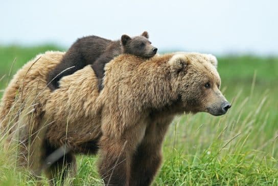 Urso pardo do Livro Vermelho – foto e descri&ccedil;&atilde;o, onde mora, apar&ecirc;ncia, dieta