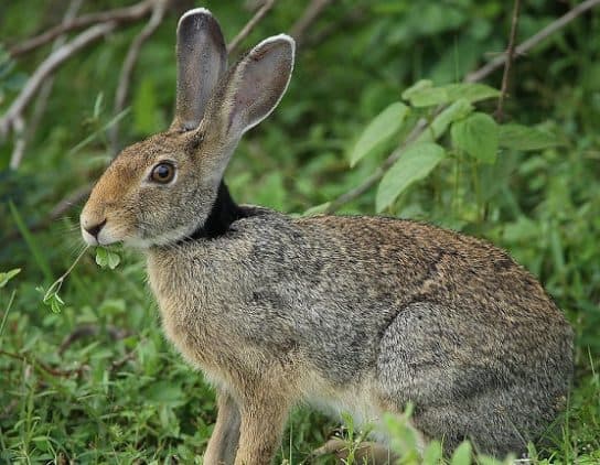 Que mange un li&egrave;vre dans la nature |  Que mangent les li&egrave;vres dans la for&ecirc;t en hiver et en &eacute;t&eacute;