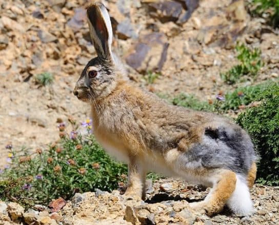 Que mange un li&egrave;vre dans la nature |  Que mangent les li&egrave;vres dans la for&ecirc;t en hiver et en &eacute;t&eacute;