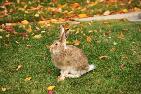 Que mange un li&egrave;vre dans la nature |  Que mangent les li&egrave;vres dans la for&ecirc;t en hiver et en &eacute;t&eacute;