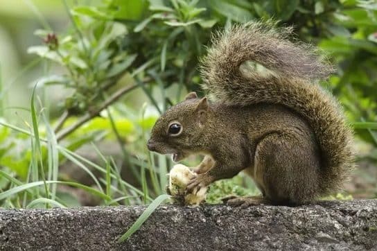 &Eacute;cureuil – esp&egrave;ces et description, ce qu&rsquo;ils mangent, o&ugrave; ils vivent, photos et vid&eacute;os |  La famille des &eacute;cureuils