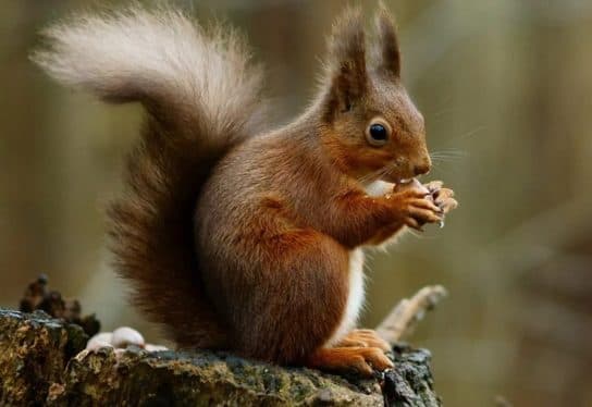 Que mange un écureuil dans la forêt ? Quelles protéines mangent dans la nature en hiver et en été | Que mangent les écureuils en ville