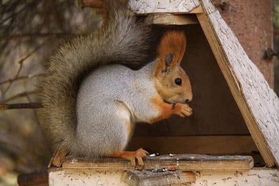 Que mangent les écureuils en hiver et en été Quelles protéines mangent dans la nature en hiver et en été | Que mangent les écureuils en ville