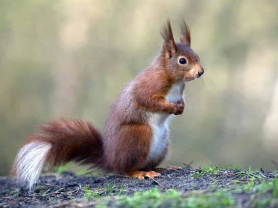 Que mangent les écureuils dans la nature Quelles protéines mangent dans la nature en hiver et en été | Que mangent les écureuils en ville