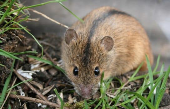 Que mange une souris domestique? Ce que les souris mangent dans la nature | Que mangent les souris domestiques ?