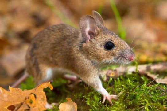 Que mangent les bébés souris ? Ce que les souris mangent dans la nature | Que mangent les souris domestiques ?