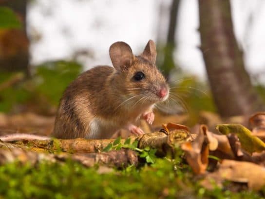 Quels insectes mange une souris Ce que les souris mangent dans la nature | Que mangent les souris domestiques ?