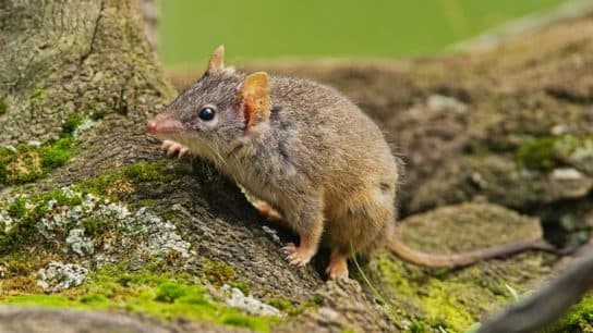 Que mange une souris dans la forêt Ce que les souris mangent dans la nature | Que mangent les souris domestiques ?