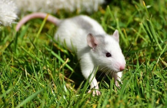 Que mange une souris dans une forêt de pins Ce que les souris mangent dans la nature | Que mangent les souris domestiques ?
