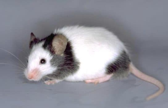 Que mange une souris dans la maison Ce que les souris mangent dans la nature | Que mangent les souris domestiques ?