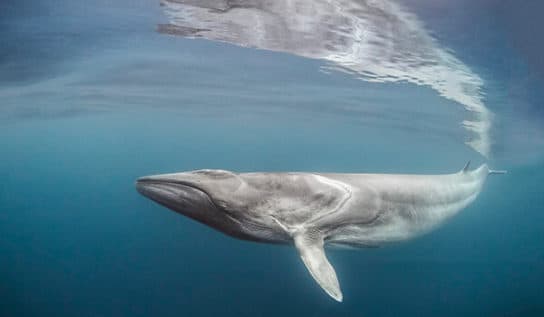 Finwhale ou baleia arenque – foto e descri&ccedil;&atilde;o do animal, o Livro Vermelho e fatos interessantes