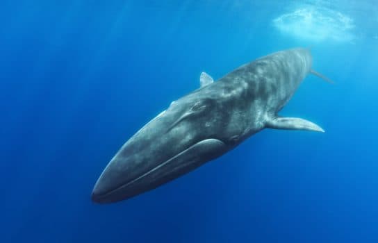 Finwhale ou baleia arenque – foto e descri&ccedil;&atilde;o do animal, o Livro Vermelho e fatos interessantes