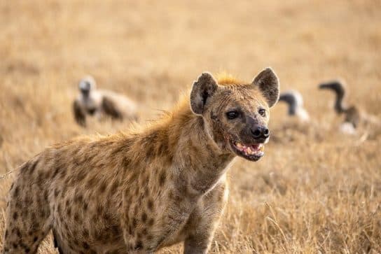 Faits sur l'hyène tachetée Hyène tachetée – photo, vidéo et description, apparence et où elle vit