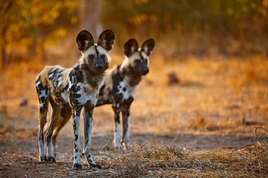 Hyena dog – description of the animal, hunting and photos of puppies, where it lives and what it eats