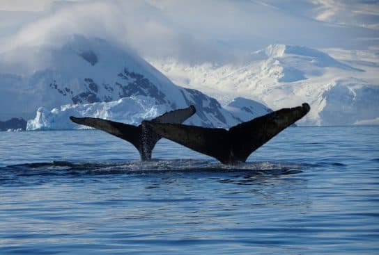 Baleine bor&eacute;ale – habitat, dur&eacute;e de vie, poids et taille, &agrave; quoi elle ressemble