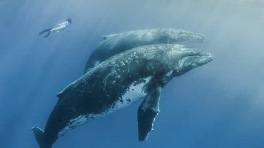 Baleine bor&eacute;ale – habitat, dur&eacute;e de vie, poids et taille, &agrave; quoi elle ressemble