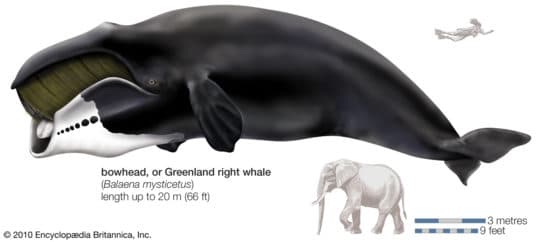 Baleine bor&eacute;ale – habitat, dur&eacute;e de vie, poids et taille, &agrave; quoi elle ressemble