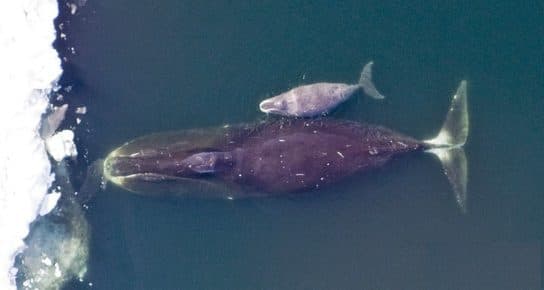 Baleine bor&eacute;ale – habitat, dur&eacute;e de vie, poids et taille, &agrave; quoi elle ressemble