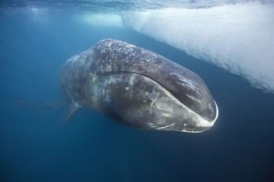 Baleine bor&eacute;ale – habitat, dur&eacute;e de vie, poids et taille, &agrave; quoi elle ressemble
