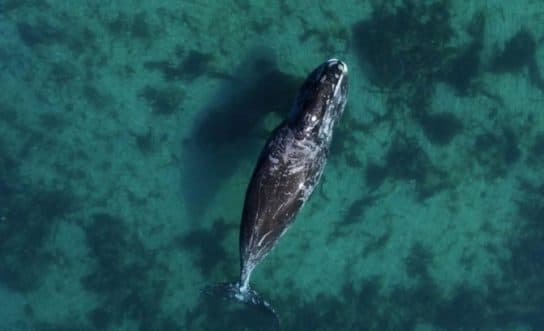 Baleine bor&eacute;ale – habitat, dur&eacute;e de vie, poids et taille, &agrave; quoi elle ressemble