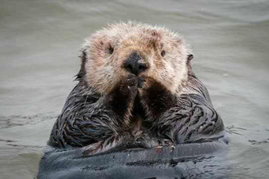 Sea otter or sea otter – photo and description of the Red Book animal, calves and sizes